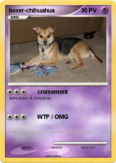 Pokemon boxer-chihuahua