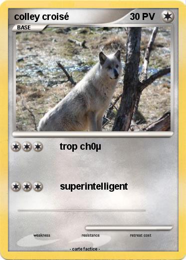 Pokemon colley croisé