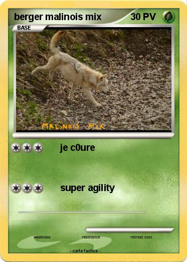 Pokemon berger malinois mix