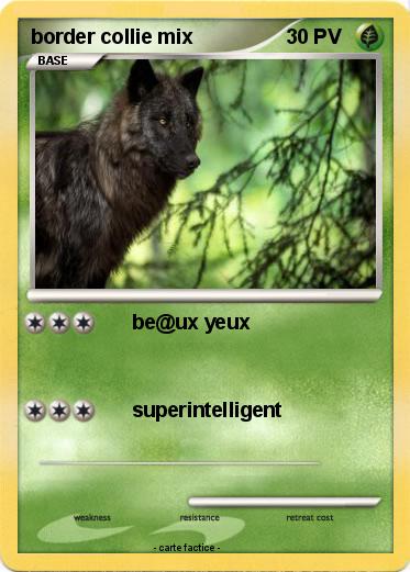 Pokemon border collie mix