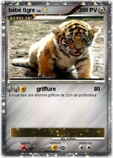 Pokemon bébé tigre