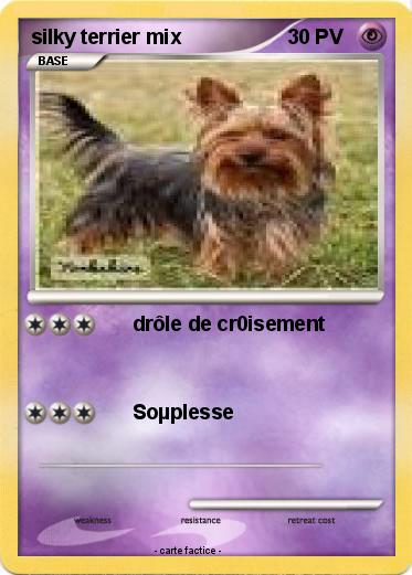 Pokemon silky terrier mix