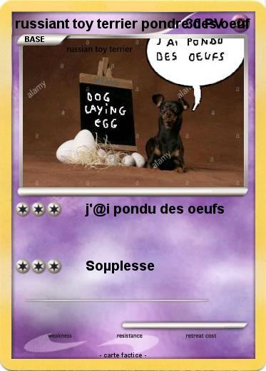 Pokemon russiant toy terrier pondre des oeuf