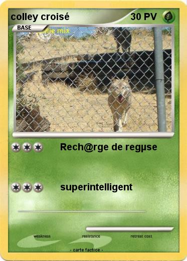 Pokemon colley croisé