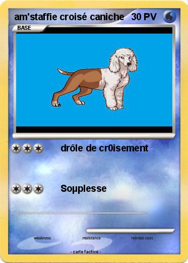 Pokemon am'staffie croisé caniche