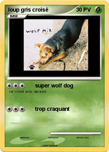 Pokemon loup gris croisé