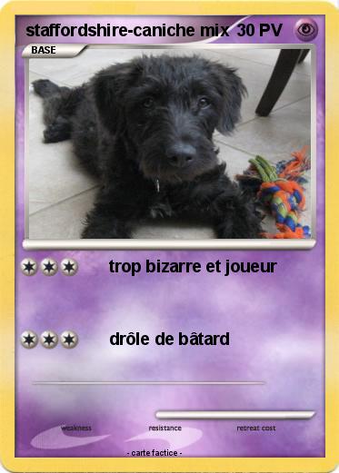 Pokemon staffordshire-caniche mix
