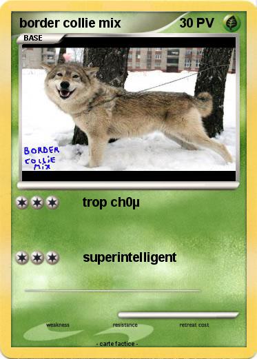 Pokemon border collie mix