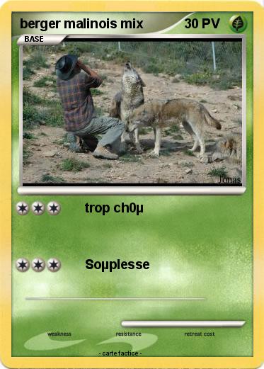 Pokemon berger malinois mix