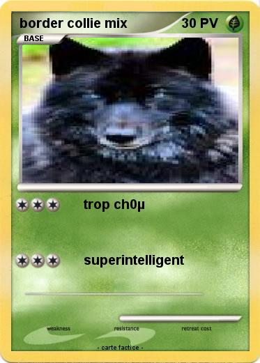 Pokemon border collie mix