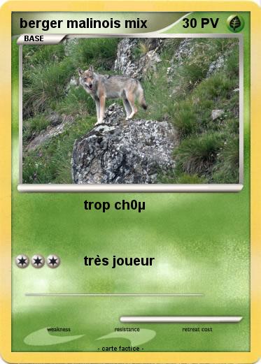 Pokemon berger malinois mix