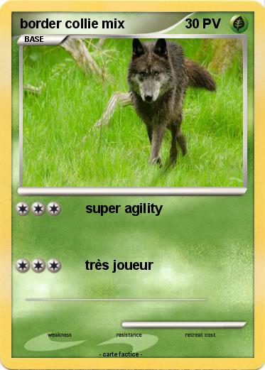 Pokemon border collie mix