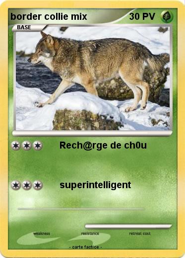 Pokemon border collie mix