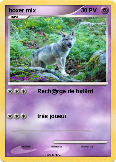 Pokemon boxer mix