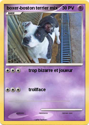 Pokemon boxer-boston terrier mix