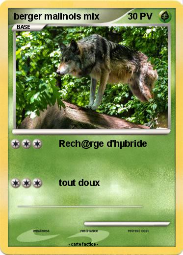 Pokemon berger malinois mix