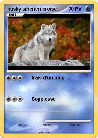 Pokemon husky siberien croisé
