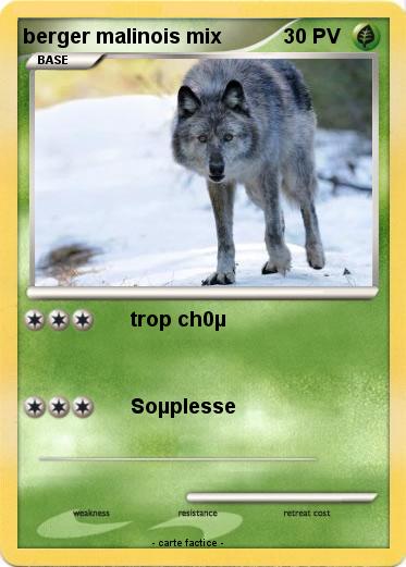 Pokemon berger malinois mix
