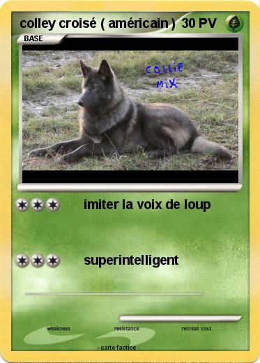 Pokemon colley croisé ( américain )