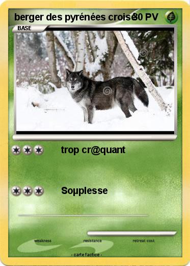 Pokemon berger des pyrénées croisé