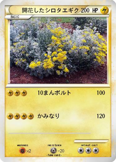 Pokemon 開花したシロタエギク
