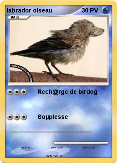 Pokemon labrador oiseau