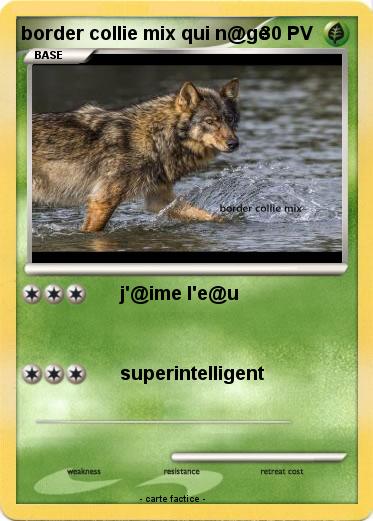 Pokemon border collie mix qui n@ge
