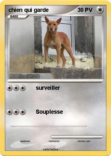 Pokemon chien qui garde