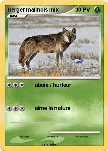 Pokemon berger malinois mix