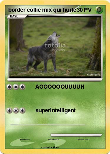 Pokemon border collie mix qui hurle
