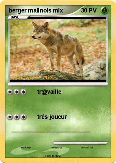 Pokemon berger malinois mix