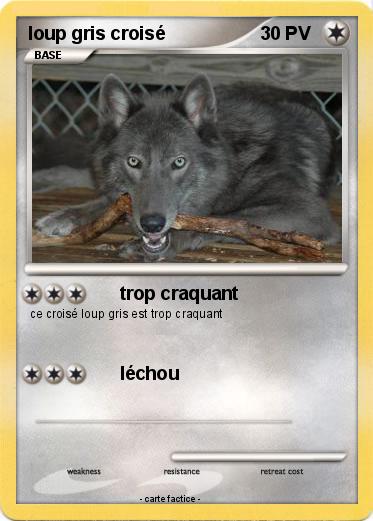 Pokemon loup gris croisé