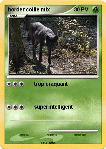 Pokemon border collie mix