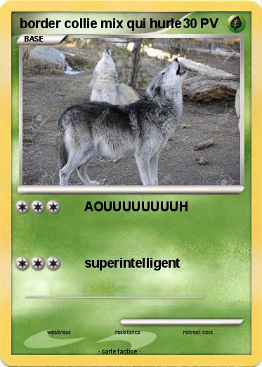 Pokemon border collie mix qui hurle