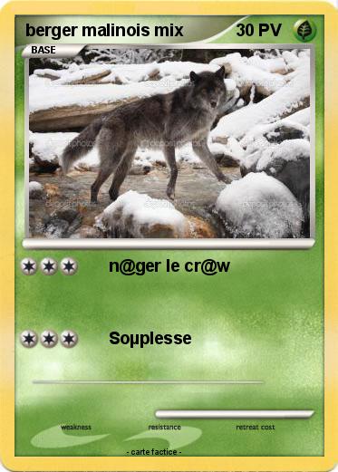 Pokemon berger malinois mix