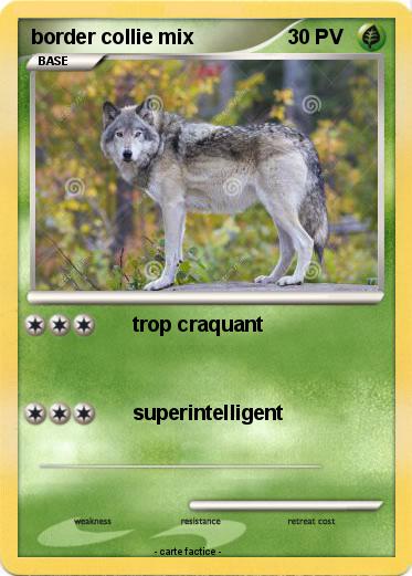 Pokemon border collie mix