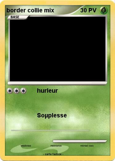 Pokemon border collie mix