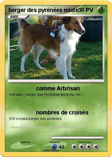 Pokemon berger des pyrénées mixte