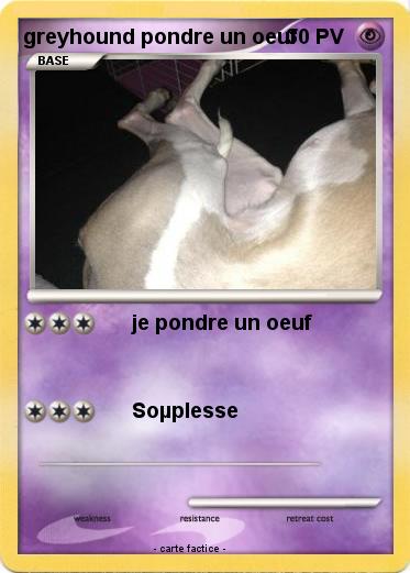 Pokemon greyhound pondre un oeuf