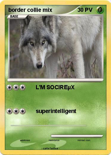 Pokemon border collie mix