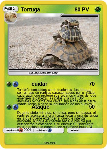 Pokemon Tortuga
