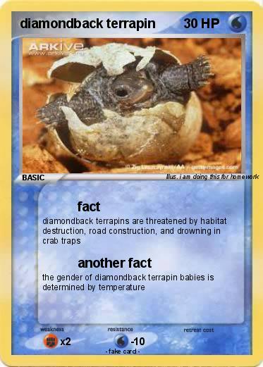Pokemon diamondback terrapin