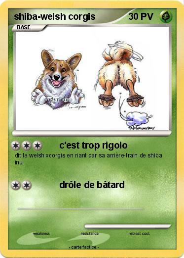 Pokemon shiba-welsh corgis