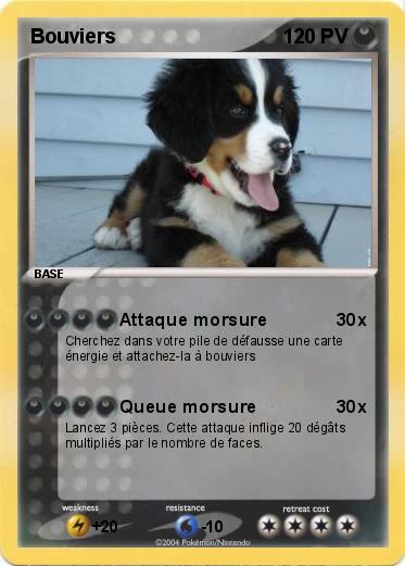 Pokemon Bouviers 