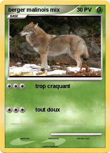 Pokemon berger malinois mix