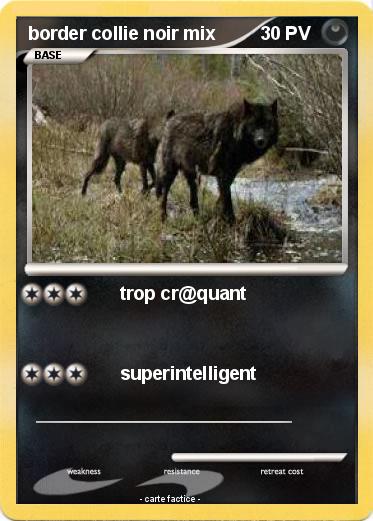 Pokemon border collie noir mix
