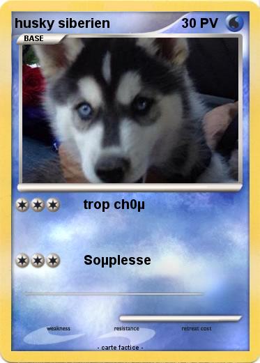 Pokemon husky siberien