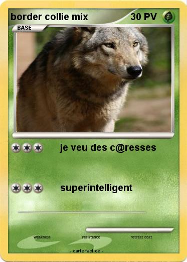 Pokemon border collie mix