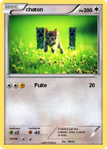 Pokemon chaton