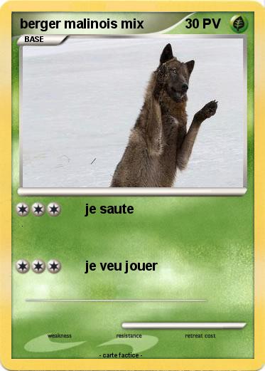 Pokemon berger malinois mix